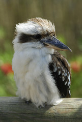 Laughing Kookaburra Bird (Dacelo Novaeguineae)