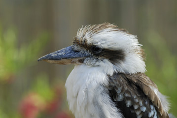 Laughing Kookaburra Bird (Dacelo Novaeguineae)