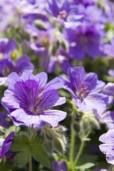 Geranium