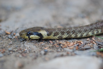 snake adder