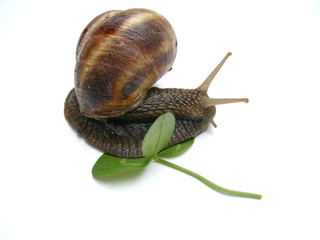 Schnecke auf Kleeblatt