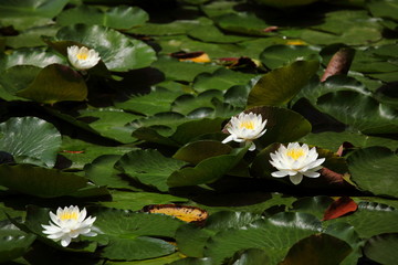 睡蓮　小石川後楽園