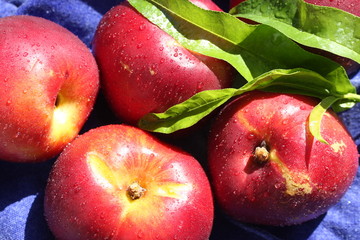 nectarines