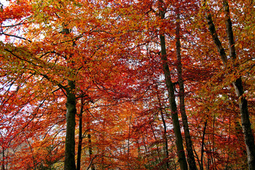 autumn woods