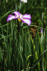 ハナショウブ　小石川後楽園