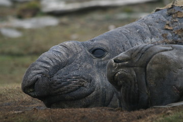 Obraz premium Elephant Seals