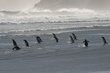 Penguins in Surf