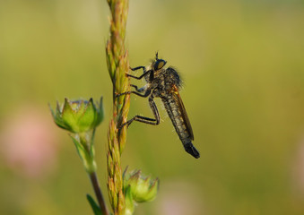 fly bug