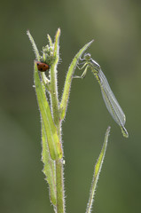 Demoiselle et coccinelle