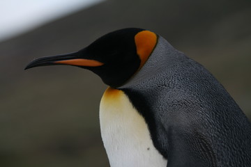 King Penguin