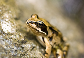 Frosch, makro