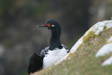 Rock Cormorant