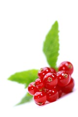 Johannisbeeren