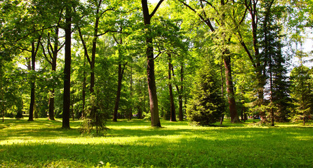 green forest