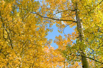 Colorado Autumn with golden aspens beautiful blue sky