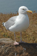 Möwe auf Helgoland