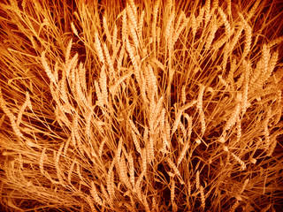 golden wheat closeup