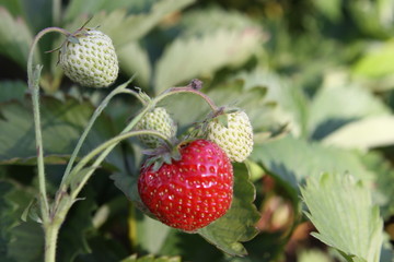 Erdbeere,Gartenarbeit