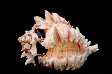 SeaShell