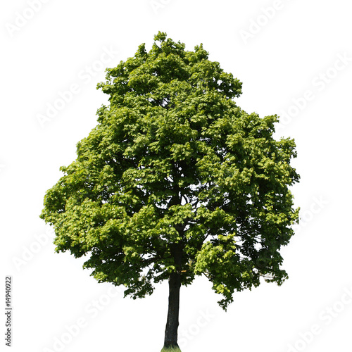 Baum Freigestellt