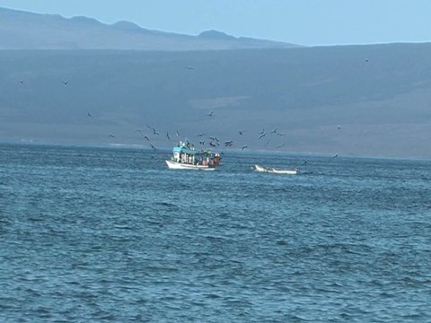 Frigate Birds flying around fishing boat in Galapagos Islands