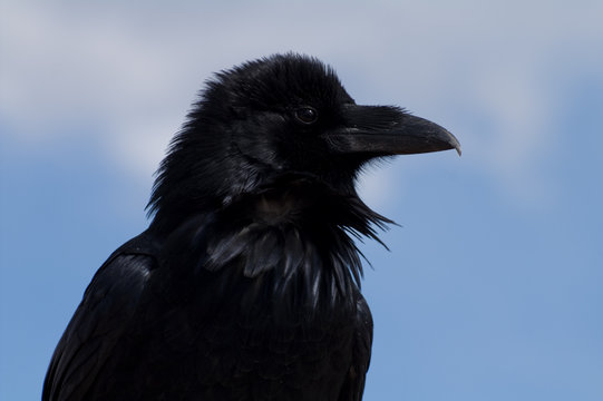 Black Crow Portrait