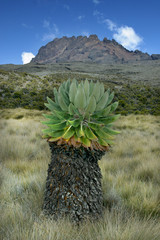 paysage au kilimandjaro
