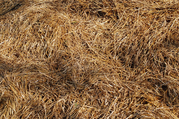 Heap of silage of hay straw for stock feed