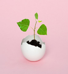 A tree hatching from egg