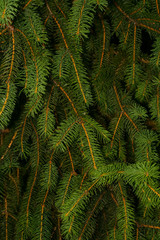 Pine tree backgrounds