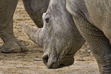 Fototapeta premium Rhino 1