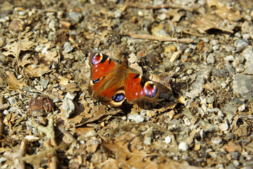 papillon