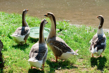 The gees on the green grass