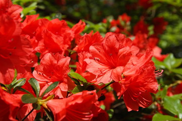 ツツジ　六義園