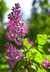 Obraz premium lilac