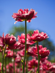 Fototapeta premium tulips