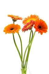 Bouquet of Gerbera flowers isolated on white background