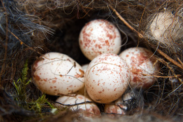 Fototapeta premium Nest of great Tit