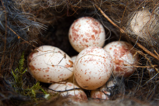 Nest of great Tit