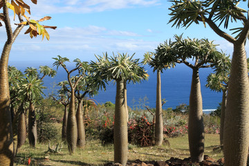 Naklejka premium des pachypodiums