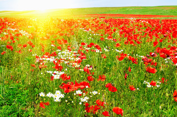 Wonderful meadow early morning in summer.