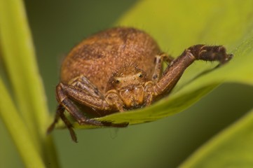 spider