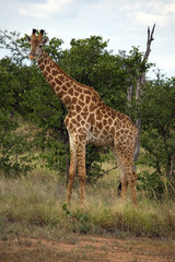 Netzgiraffe