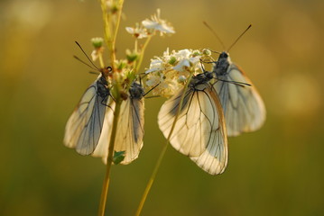 Butterflys