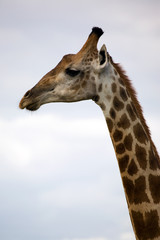 Netzgiraffe