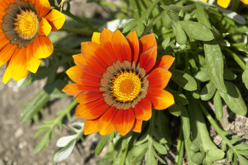 gaillardia