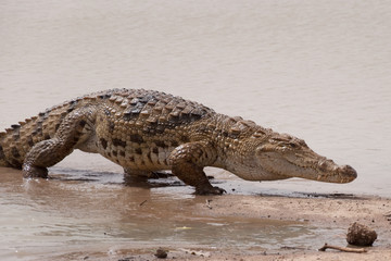 The Sacred Crocodiles Of Bazoulé, Burkina Faso © gavin Chapman