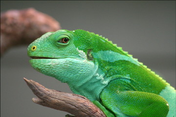Iguana