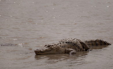 The Sacred Crocodiles Of Bazoulé, Burkina Faso