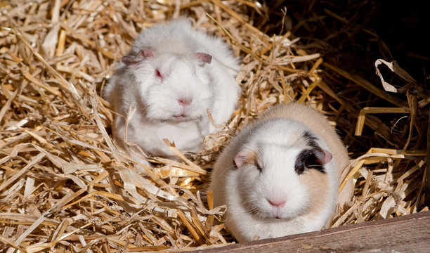 2 Guinea Pigs in Straw